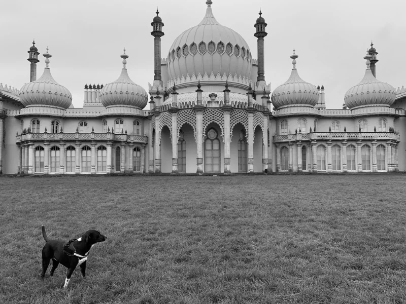 Rosie the office dog, in front of the Royal Pavilion in Brighton